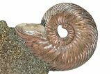 Iridescent, Pyritized Ammonite (Quenstedticeras) Fossil Display #344262-1